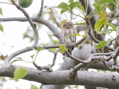 Glaucidium perlatum
