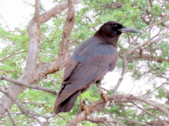 Corvus capensis