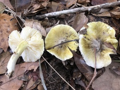 Tricholoma sejunctum