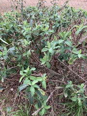 Bupleurum fruticosum