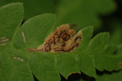 Chirosia filicis