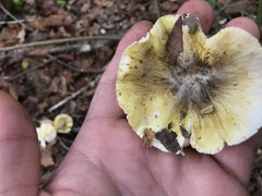 Tricholoma sejunctum