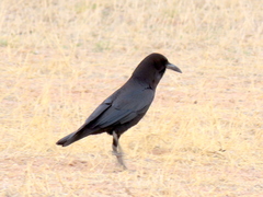Corvus capensis