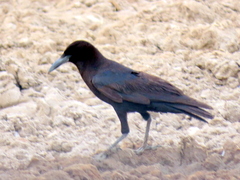 Corvus capensis
