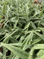 Buddleja salviifolia