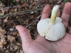 Tricholoma sejunctum