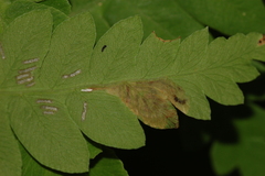 Chirosia filicis