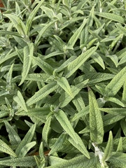 Buddleja salviifolia