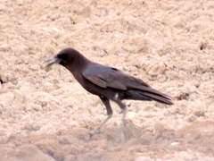 Corvus capensis