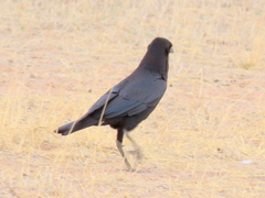 Corvus capensis
