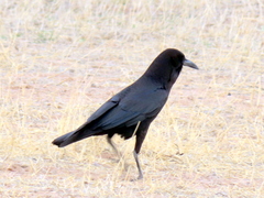 Corvus capensis