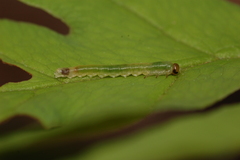 Thrinax dubitata