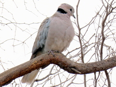 Streptopelia capicola damarensis