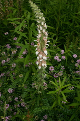 Digitalis lanata