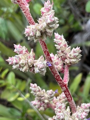 Hohenbergia