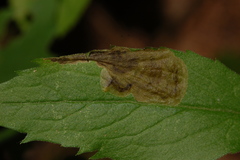 Nemorimyza posticata