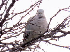 Streptopelia capicola damarensis