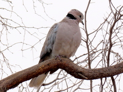 Streptopelia capicola damarensis