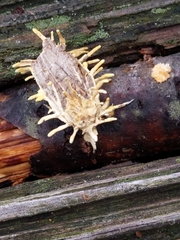 Akanthomyces aculeatus