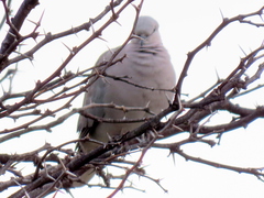 Streptopelia capicola damarensis