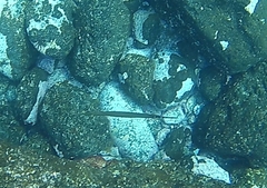 Aulostomus strigosus