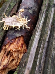 Akanthomyces aculeatus