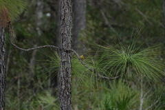 Setophaga palmarum hypochrysea