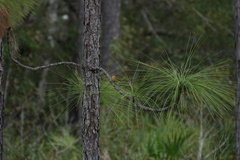 Setophaga palmarum hypochrysea