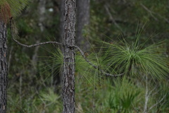Setophaga palmarum hypochrysea