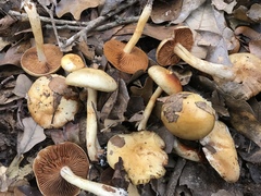 Cortinarius lewisii