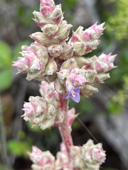 Hohenbergia