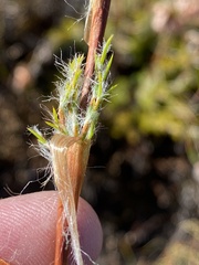 Thamnochortus acuminatus