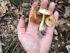Cortinarius lewisii