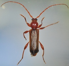 Phymatodes testaceus