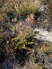 Thamnochortus acuminatus