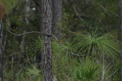 Setophaga palmarum hypochrysea