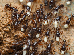 Leptogenys processionalis