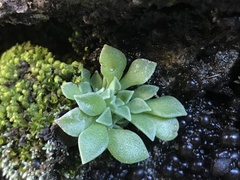 Sedeae
