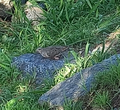Patagioenas maculosa