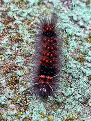 Erebidae