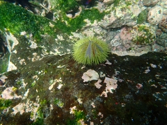 Lytechinus semituberculatus