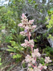 Hohenbergia