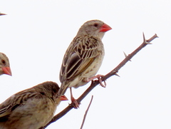 Quelea quelea lathamii