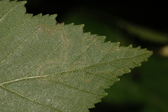 Stigmella lapponica