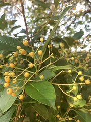 Photinia serratifolia