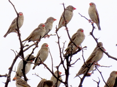 Quelea quelea lathamii