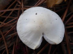 Hygrophorus eburneus