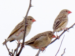 Quelea quelea lathamii