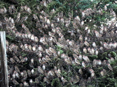 Quelea quelea lathamii