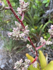 Hohenbergia